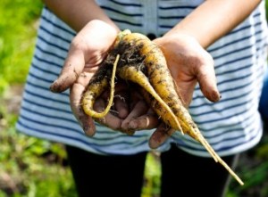 Gule-gulrøtter-335x247