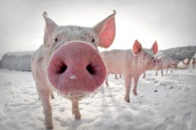 GRIS-Vegard-Kristiansen-Åsnes